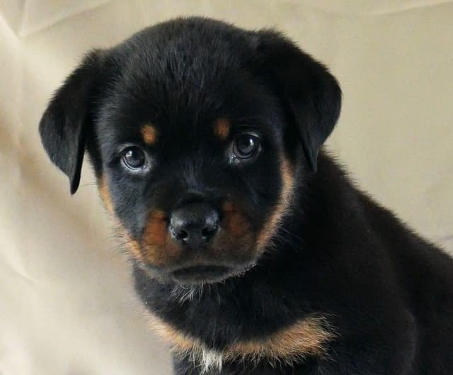 Rottweiler Puppies media 3