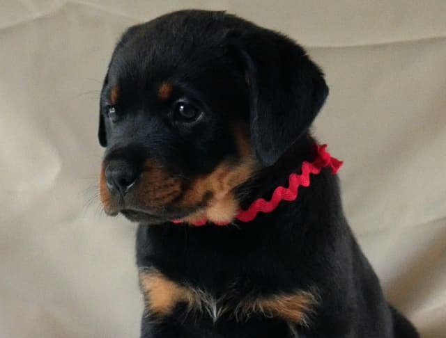 Rottweiler Puppies media 4