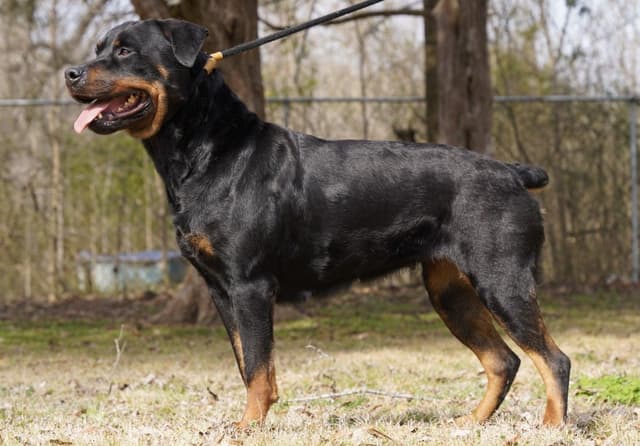 Rottweiler Puppies media 6