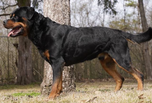 Rottweiler Puppies media 5