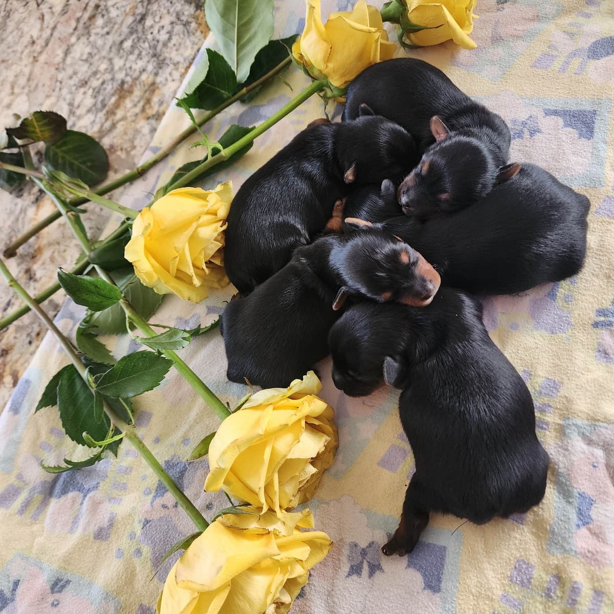 Yorkshire Terrier Puppies breeder image 1