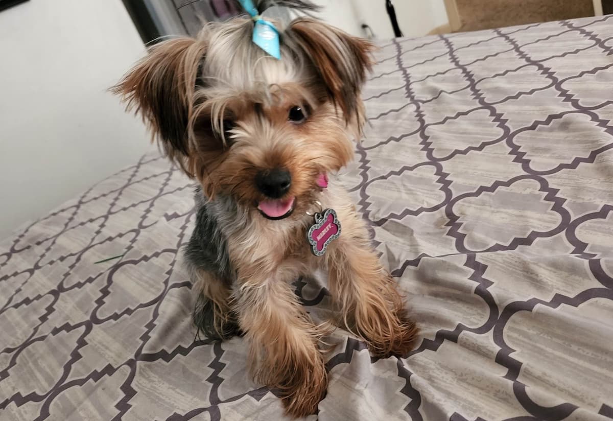 Yorkshire Terrier Puppies breeder image 4