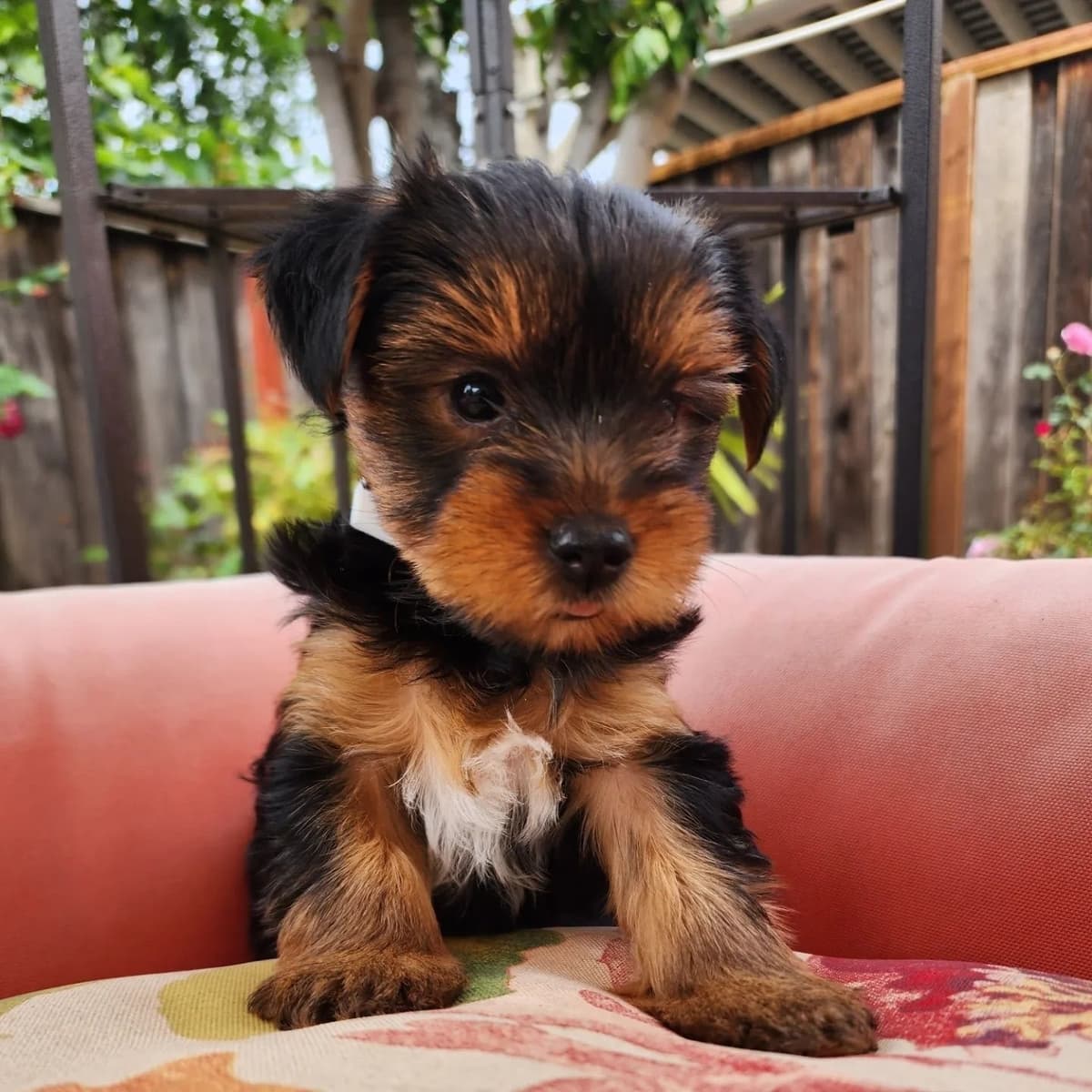 Yorkshire Terrier Puppies breeder image 6