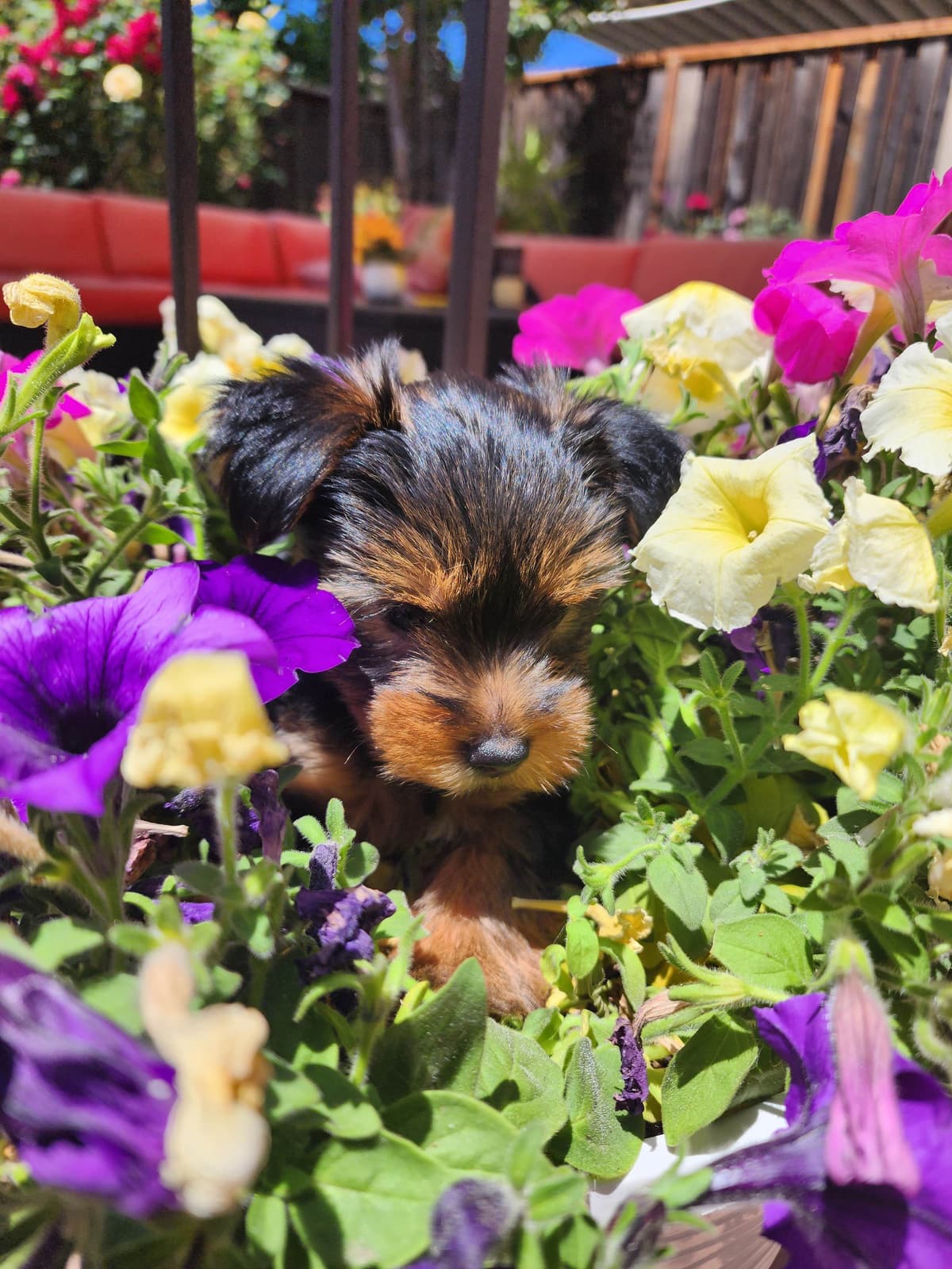 Yorkshire Terrier Puppies breeder image 7