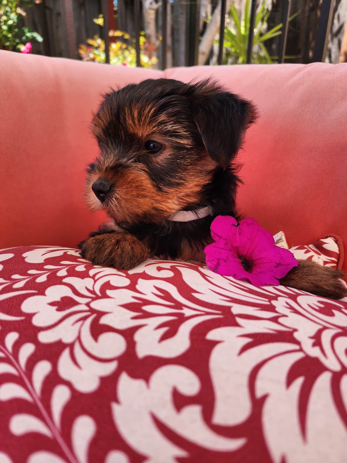 Yorkshire Terrier Puppies breeder image 8
