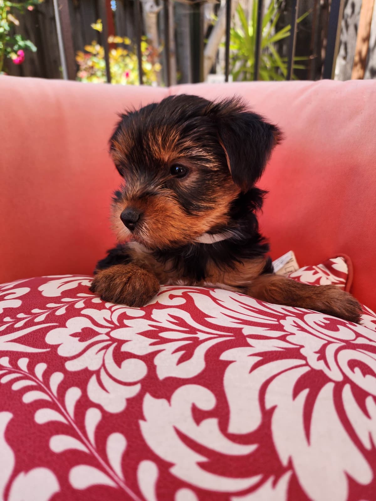 Yorkshire Terrier Puppies breeder image 9