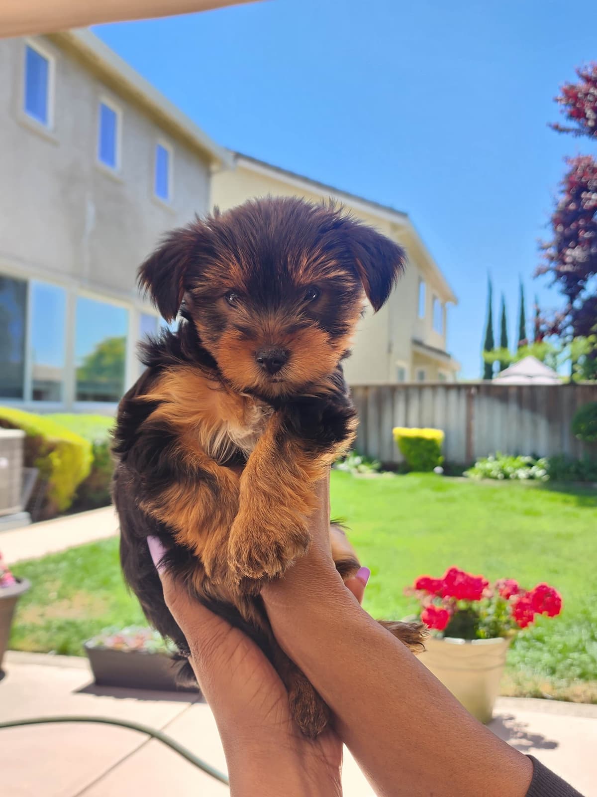 Yorkshire Terrier Puppies breeder image 10