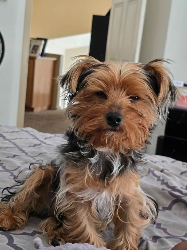 Yorkshire Terrier Puppies media 2