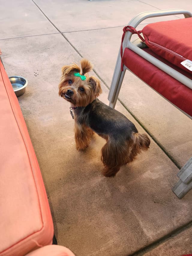 Yorkshire Terrier Puppies media 3