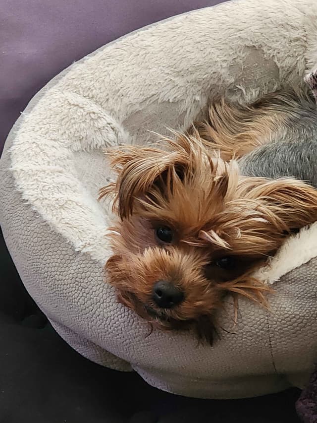 Yorkshire Terrier Puppies media 4