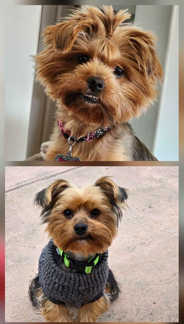 Yorkshire Terrier Puppies media 5