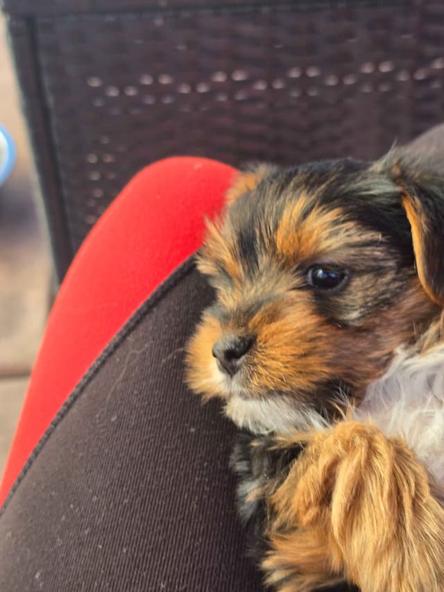 Yorkshire Terrier Puppies media 6