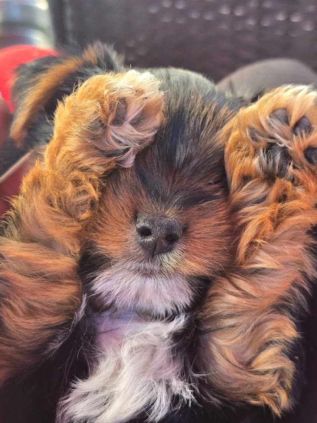 Yorkshire Terrier Puppies media 7