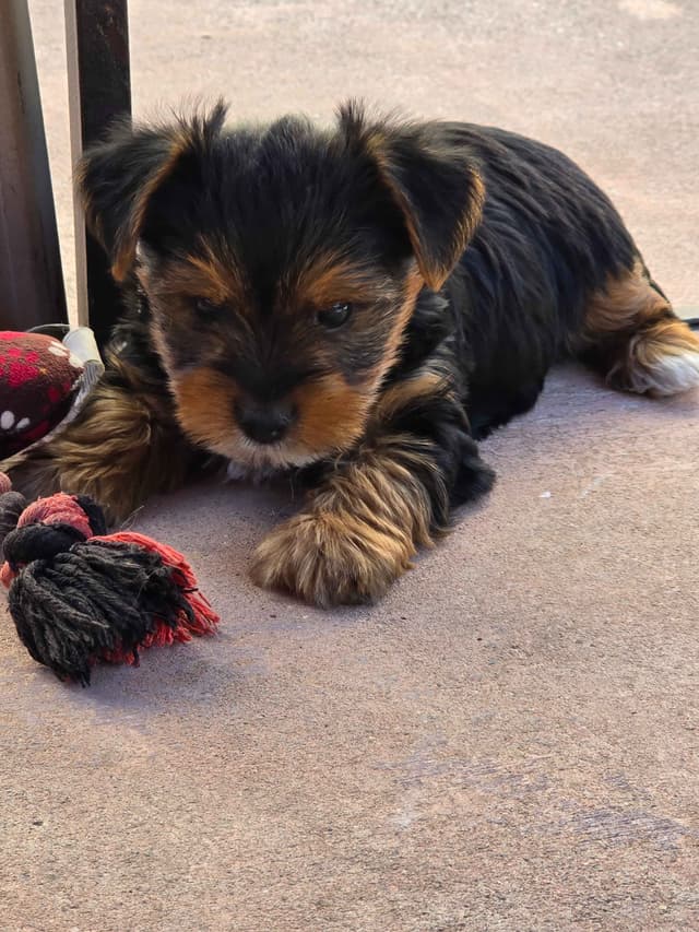 Yorkshire Terrier Puppies media 8