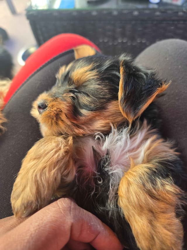 Yorkshire Terrier Puppies media 10