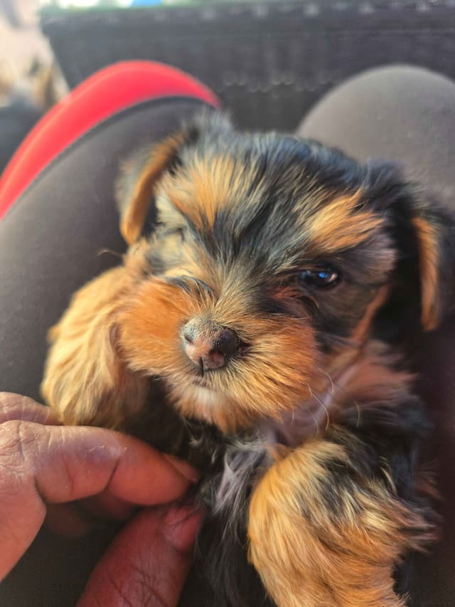 Yorkshire Terrier Puppies media 11