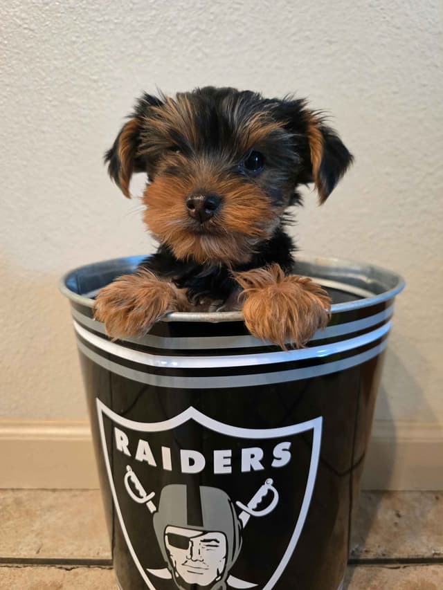 Yorkshire Terrier Puppies media 12