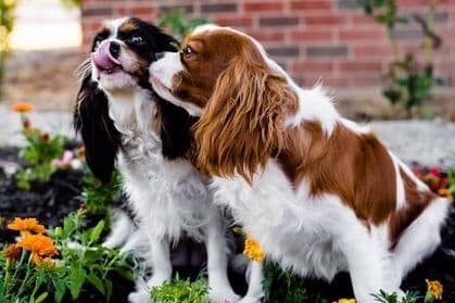 Cavalier King Charles Spaniel Puppies breeder image 1