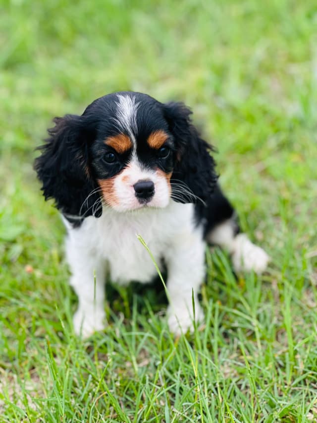 Cavalier King Charles Spaniel Puppies media 2