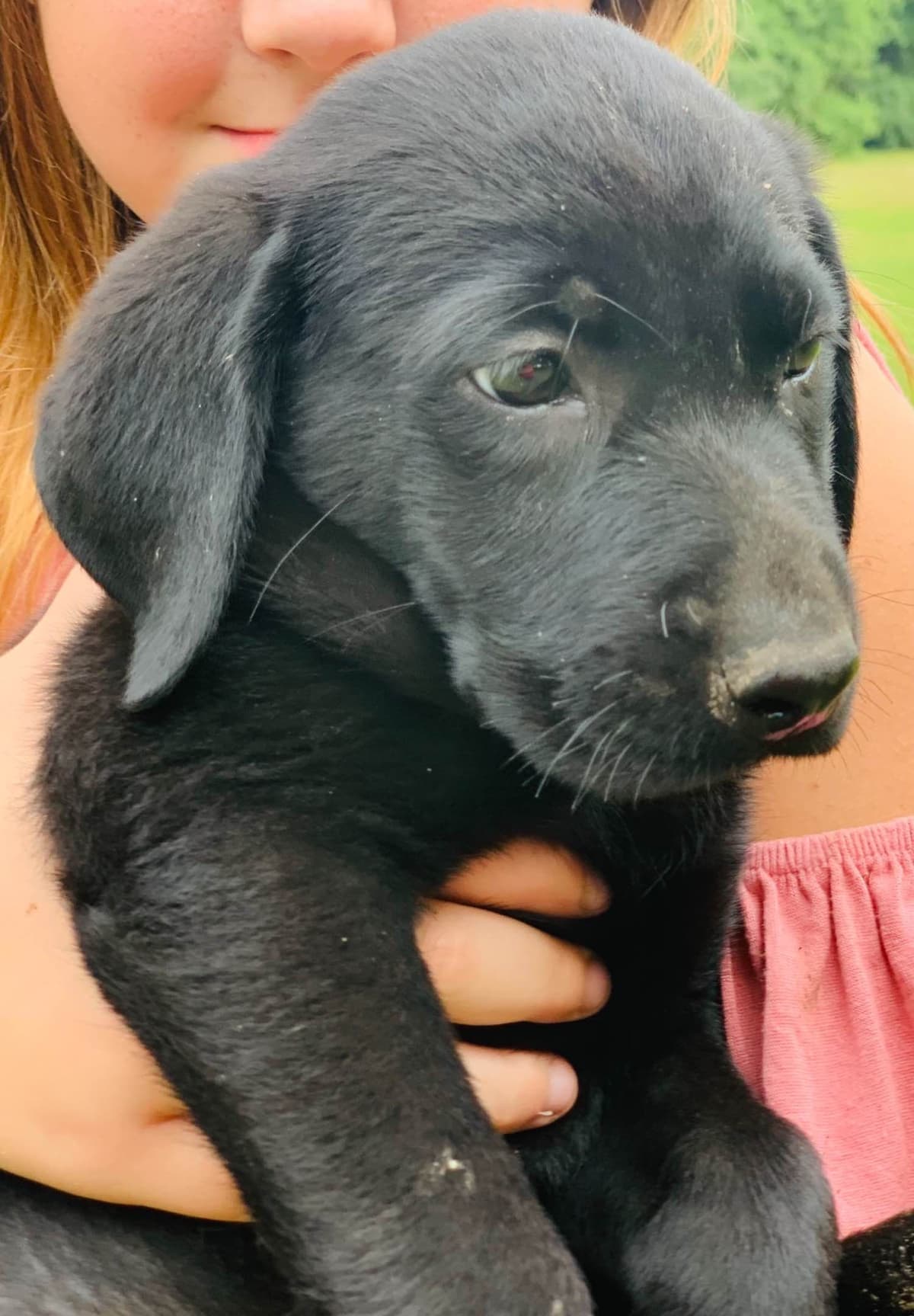 Labrador Retriever Puppies breeder image 1