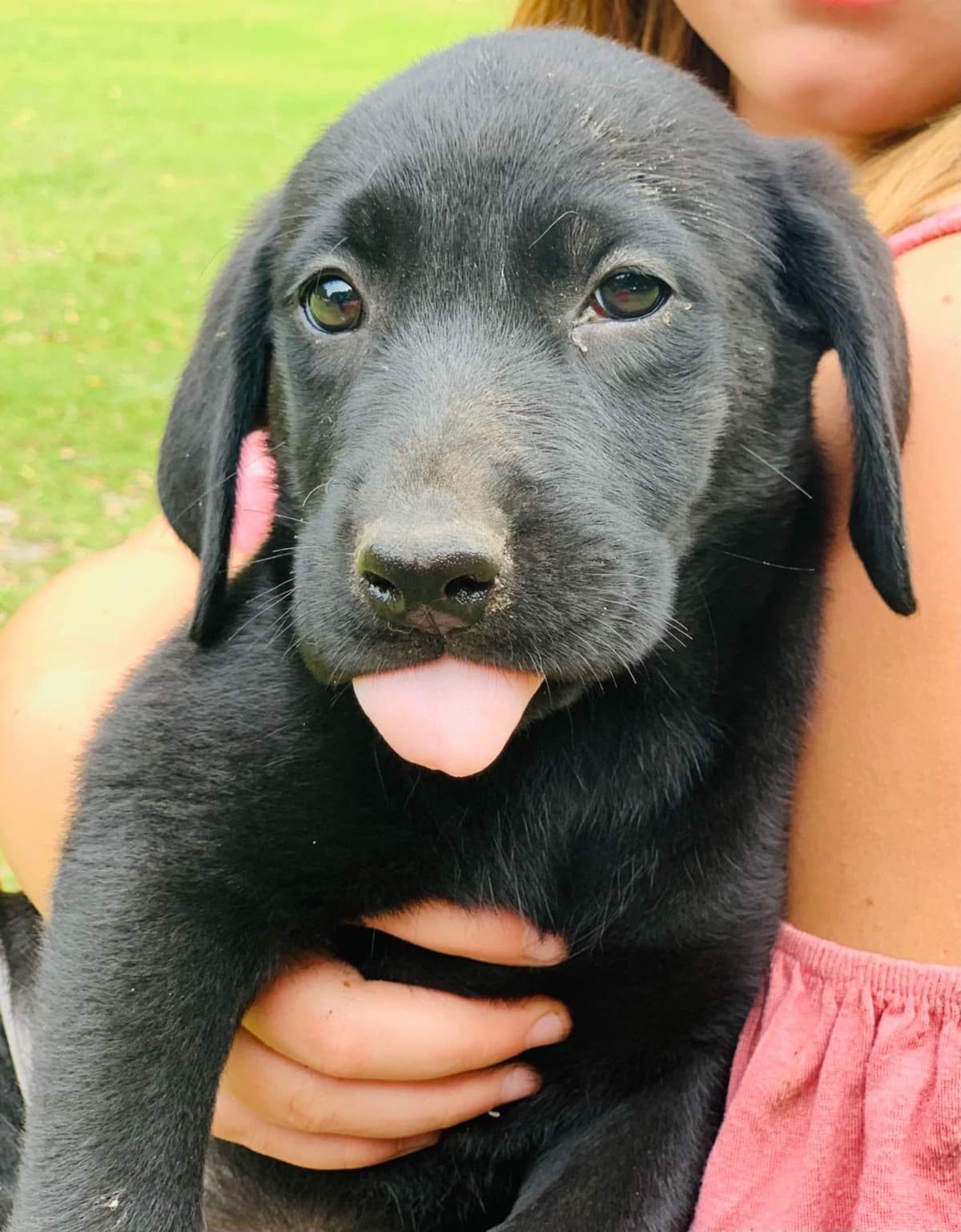 Labrador Retriever Puppies breeder image 2