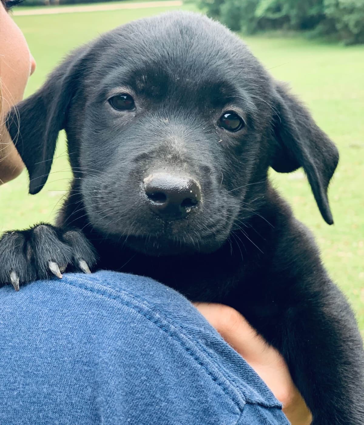 Labrador Retriever Puppies breeder image 4