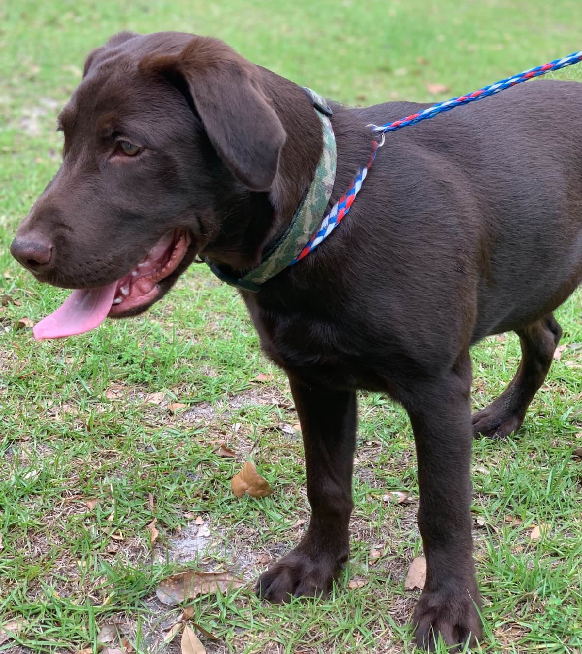 Labrador Retriever Puppies breeder image 7