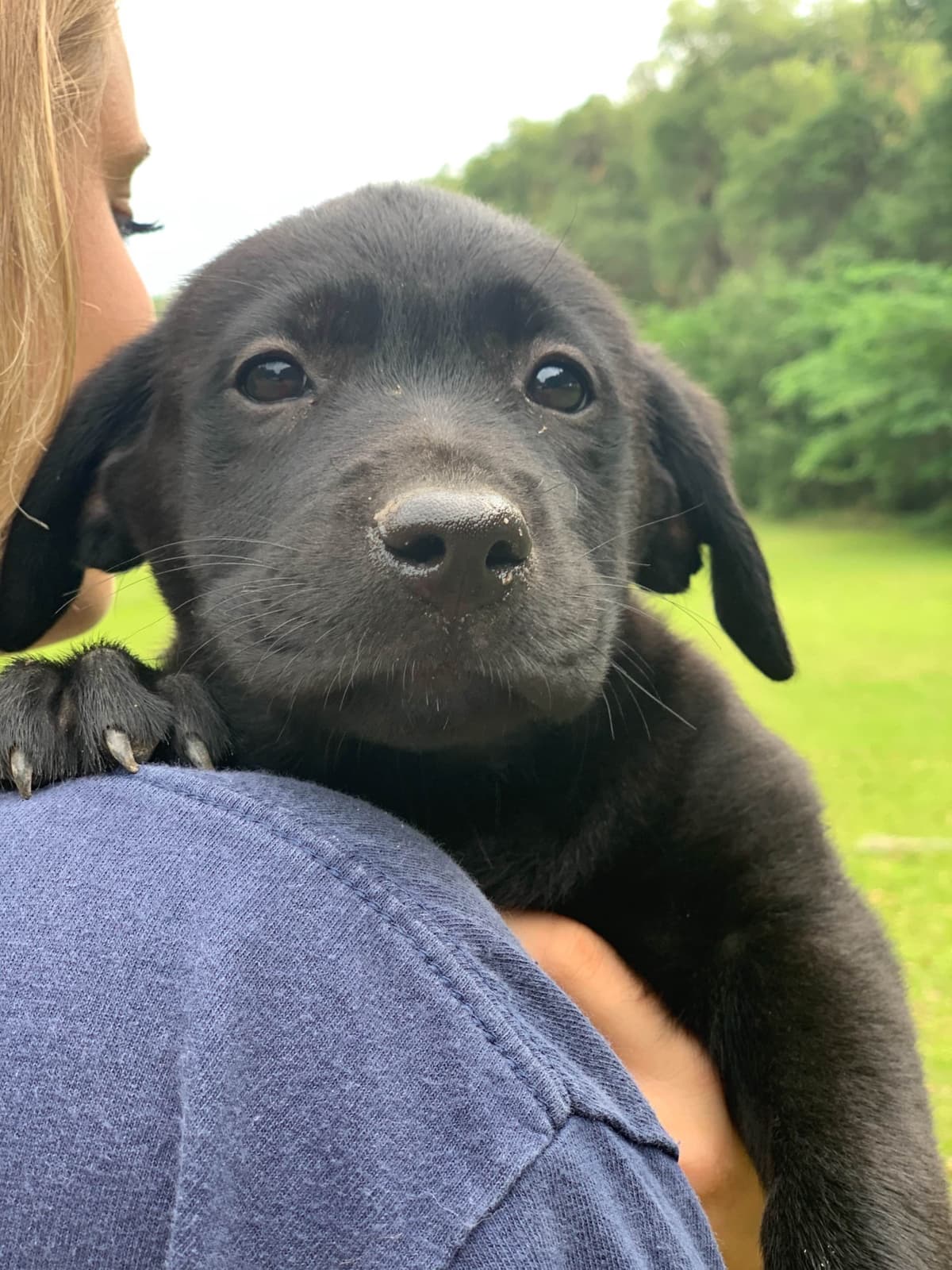 Labrador Retriever Puppies breeder image 10