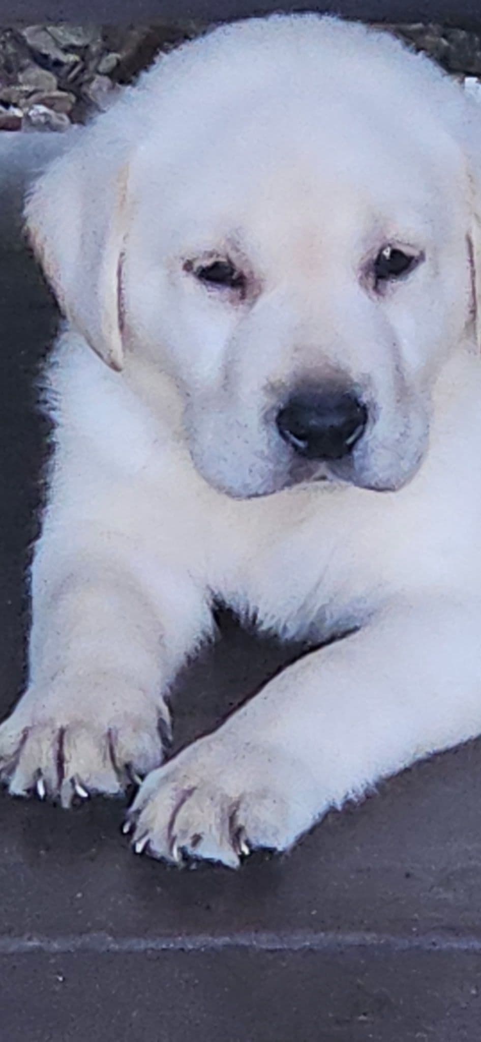 Labrador Retriever Puppies breeder image 12