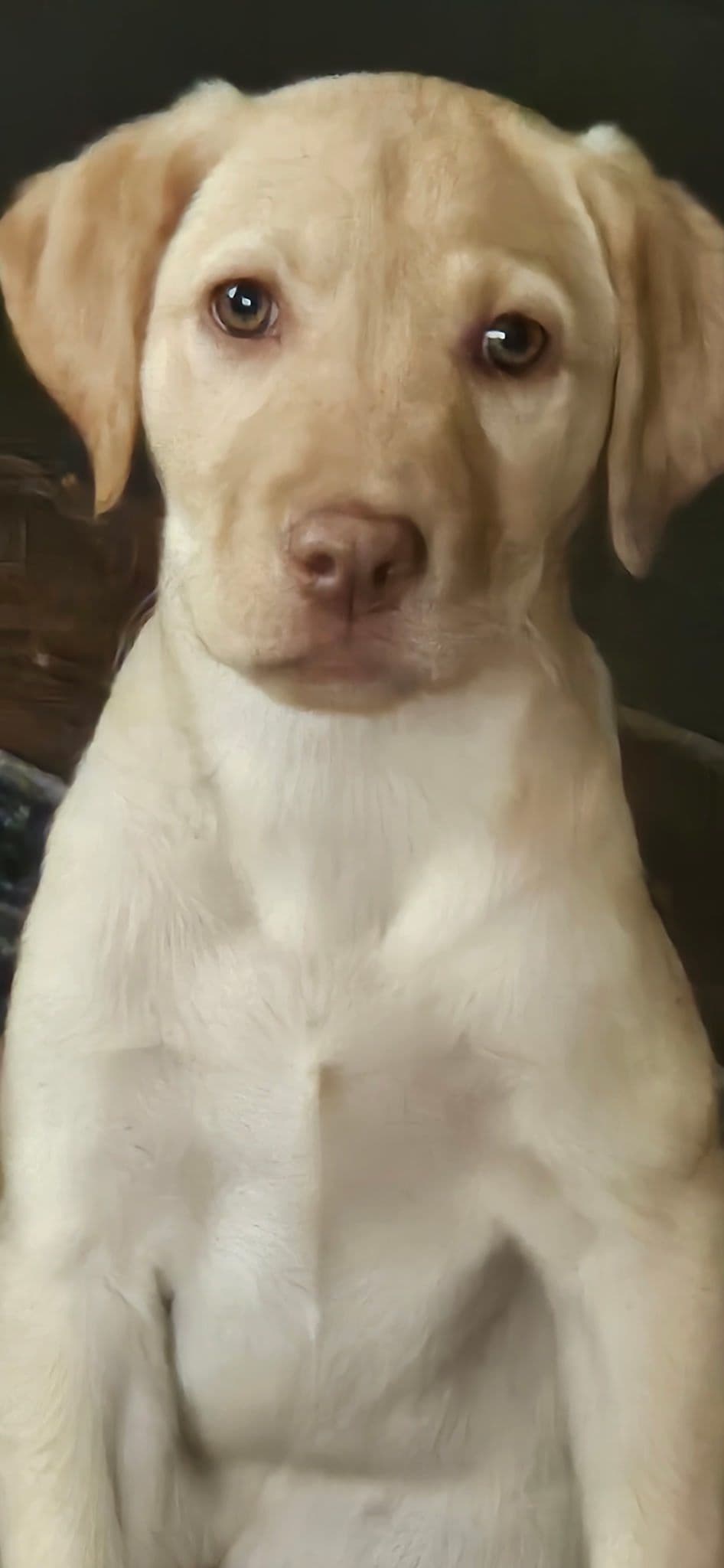 Labrador Retriever Puppies breeder image 13