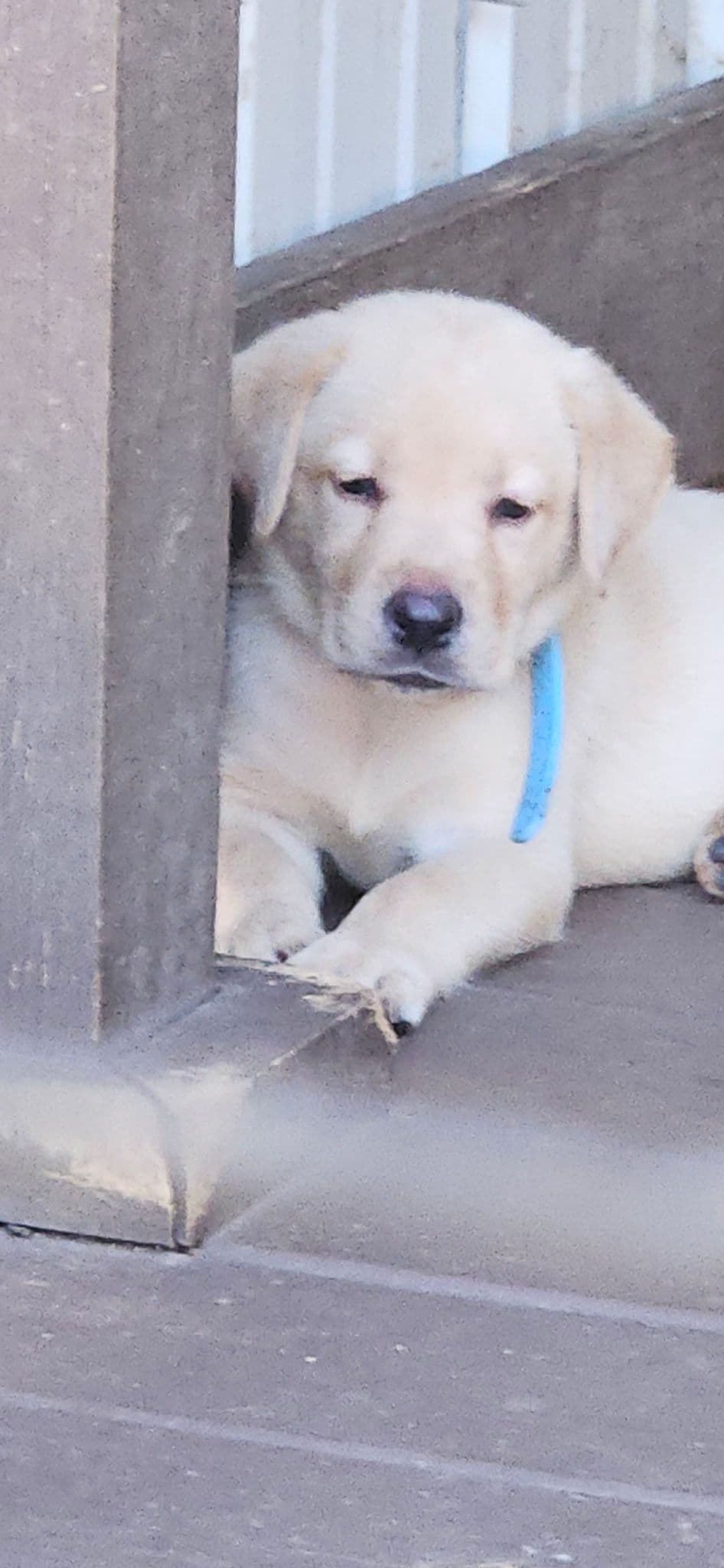 Labrador Retriever Puppies breeder image 17
