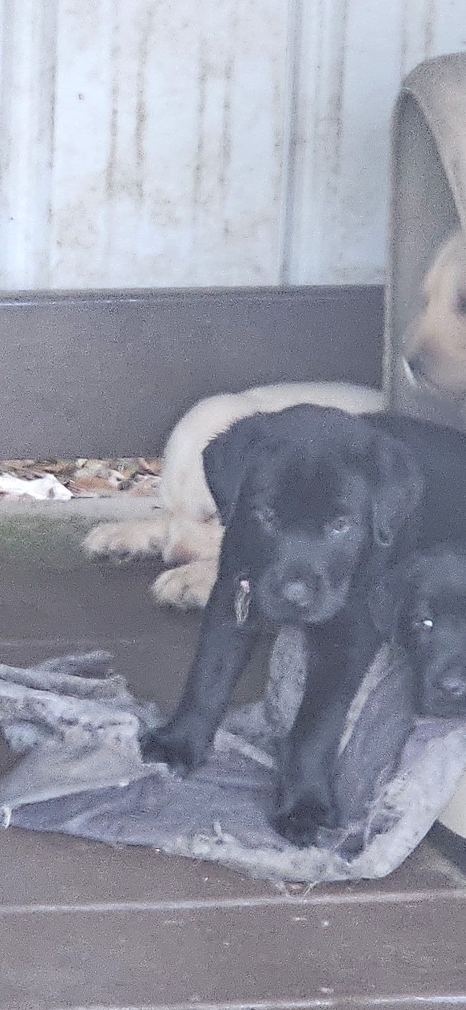 Labrador Retriever Puppies breeder image 15