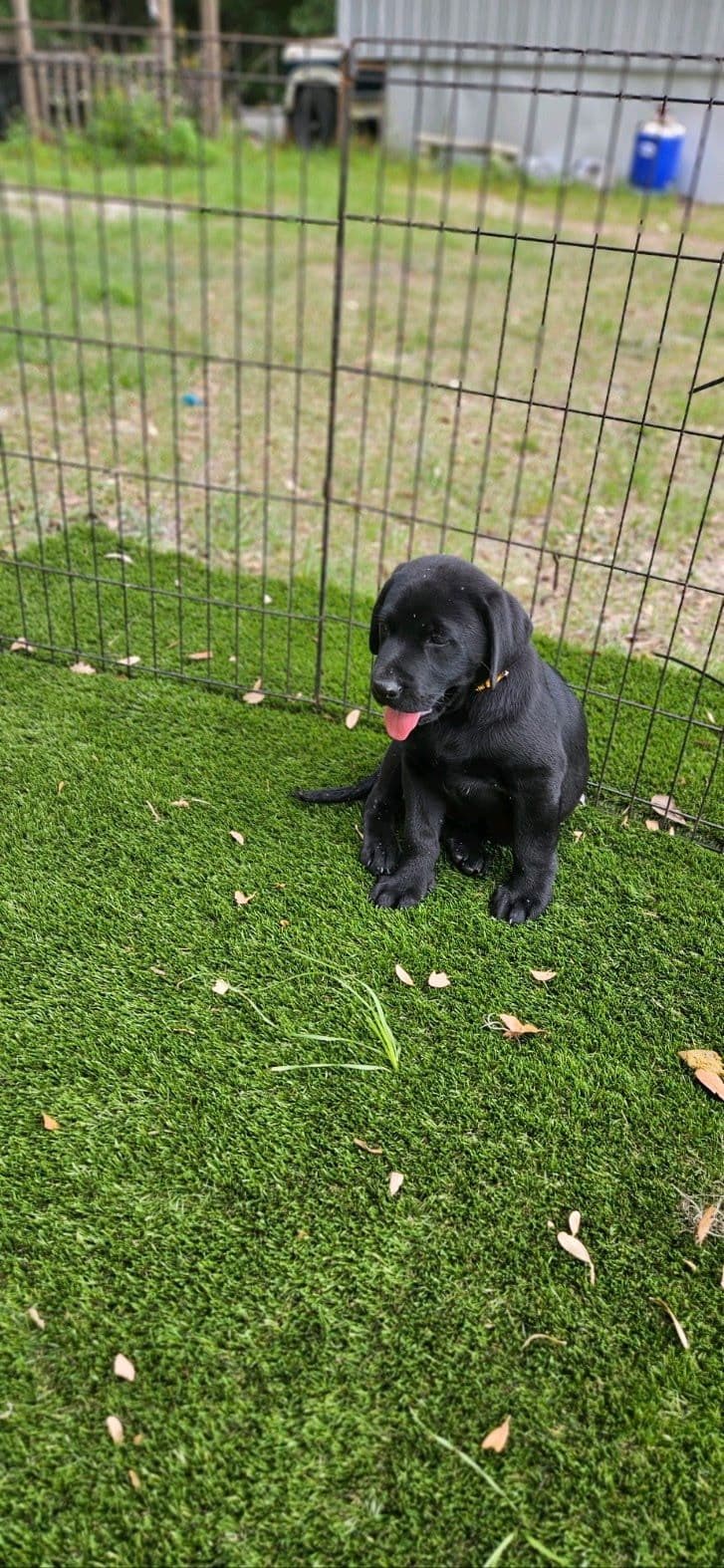 Labrador Retriever Puppies breeder image 19