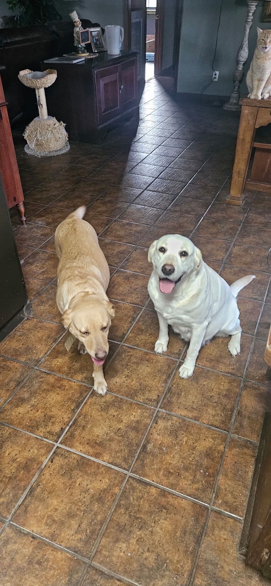 Labrador Retriever Puppies breeder image 22