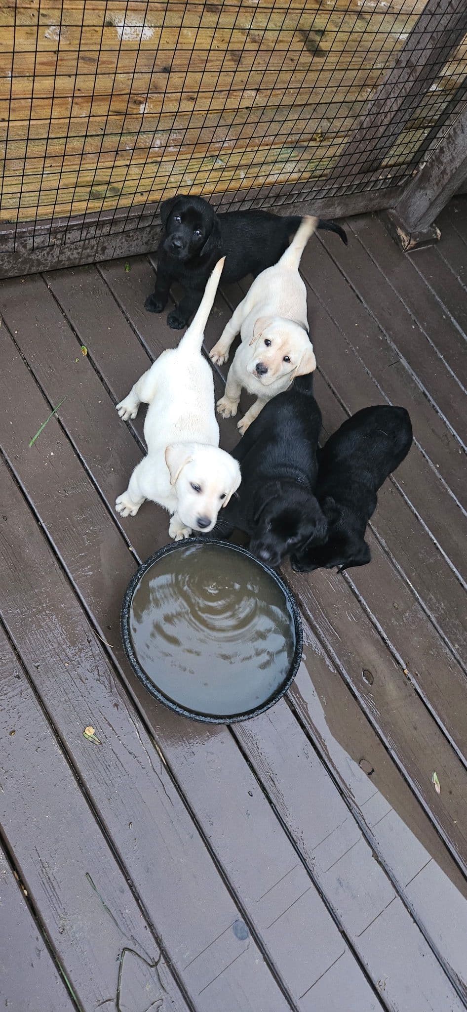 Labrador Retriever Puppies breeder image 20