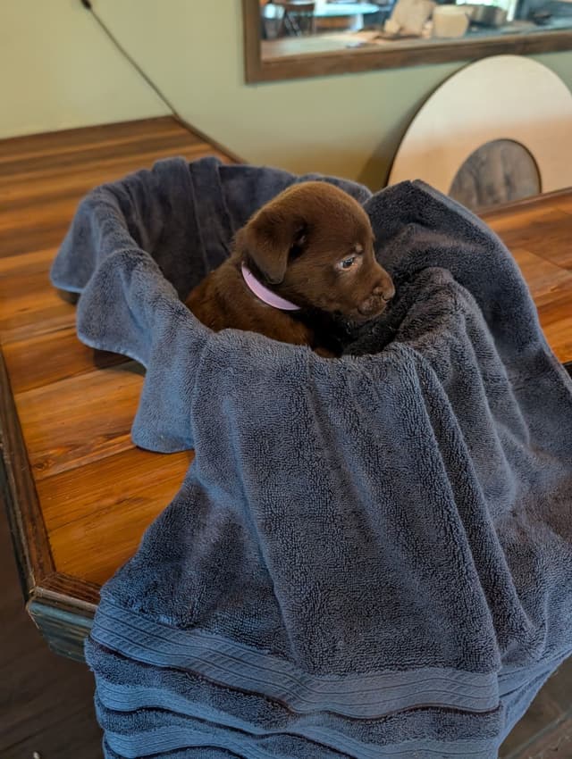 Labrador Retriever Puppies media 2