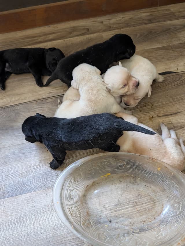 Labrador Retriever Puppies media 2
