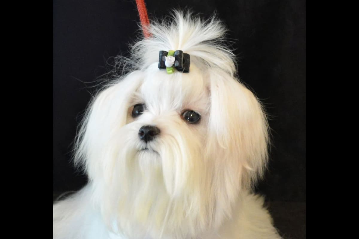 Maltese Male Puppy DRASTIC PRICE REDUCTION breeder image 1