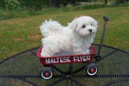 Maltese Male Puppy DRASTIC PRICE REDUCTION breeder image 3