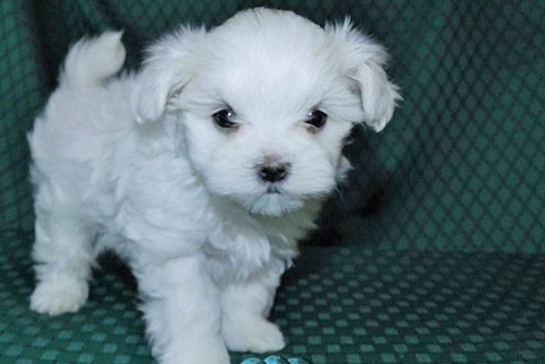 Maltese Male Puppy DRASTIC PRICE REDUCTION breeder image 6