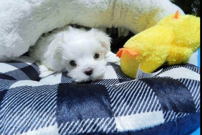 Maltese Male Puppy DRASTIC PRICE REDUCTION breeder image 8