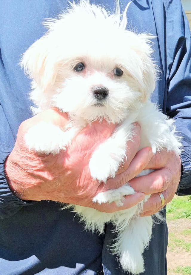 Maltese Male Puppy DRASTIC PRICE REDUCTION media 5