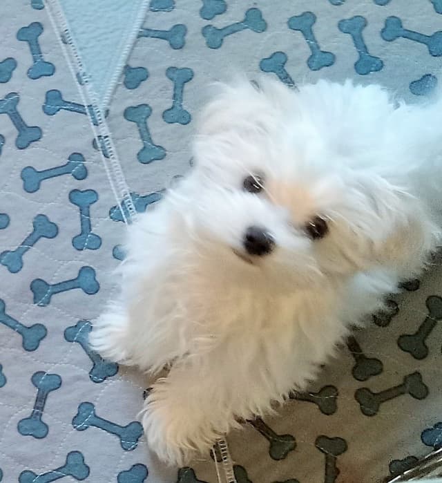 Maltese Male Puppy DRASTIC PRICE REDUCTION media 2