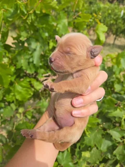 Golden Retriever Puppies Text 520-254-7407 media 2