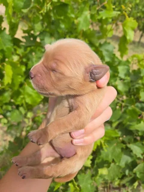 Golden Retriever Puppies Text 520-254-7407 media 4