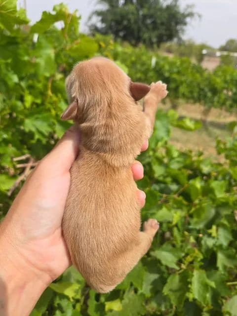 Golden Retriever Puppies Text 520-254-7407 media 5