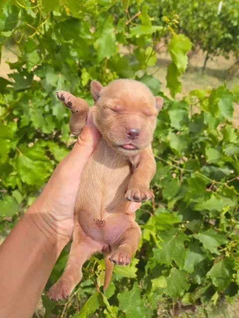 Golden Retriever Puppies Text 520-254-7407 media 6