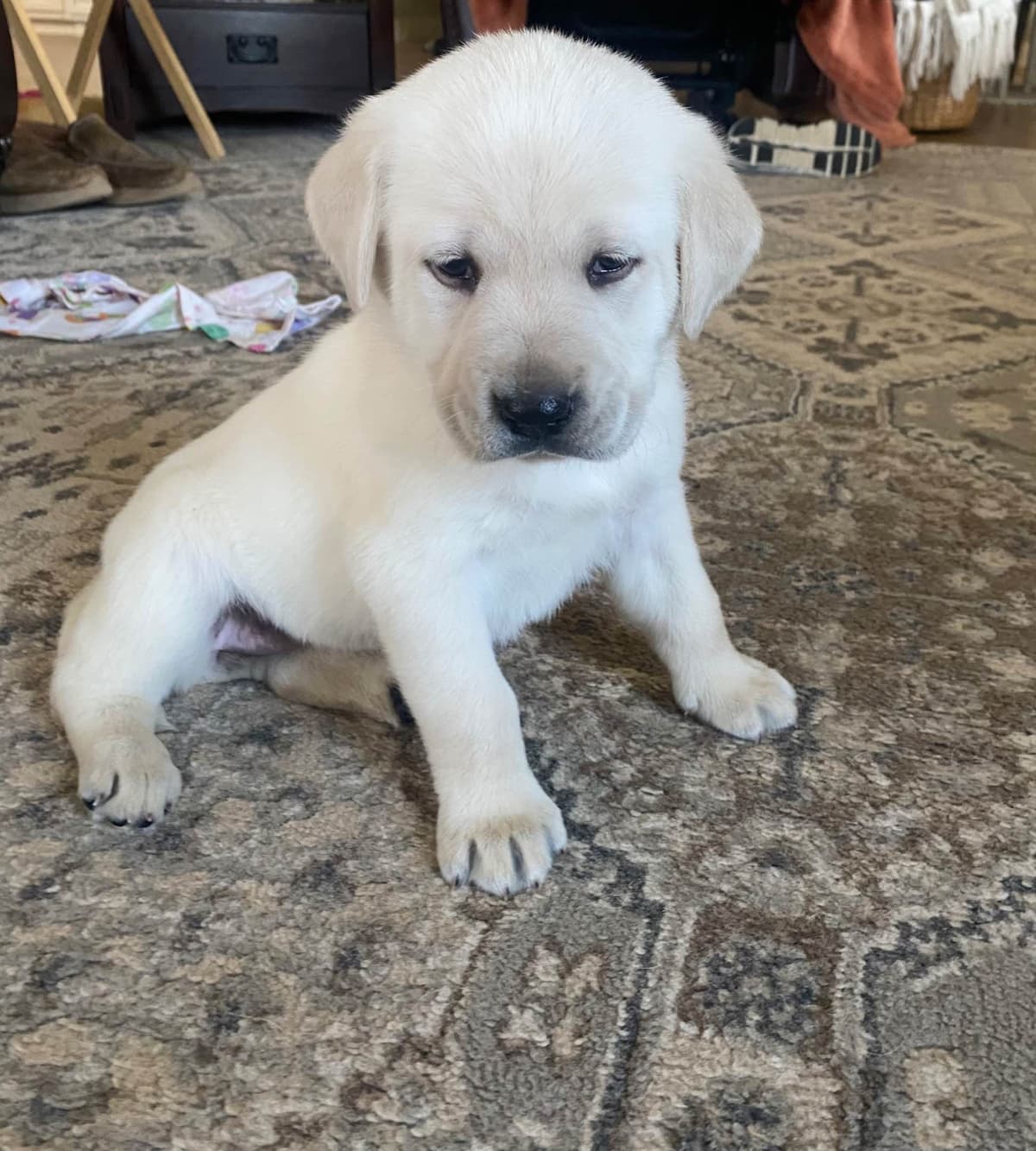 Labrador Retriever Puppies breeder image 1