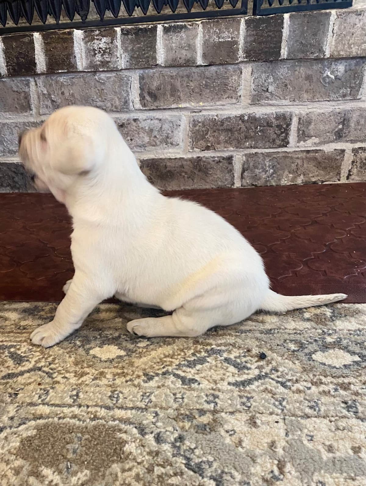 Labrador Retriever Puppies breeder image 2