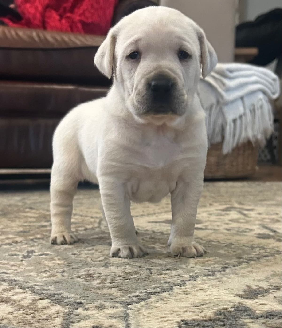 Labrador Retriever Puppies breeder image 3